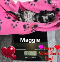 Maggie, a female Chihuahua for sale in Mims, FL – Photo 3 of 5