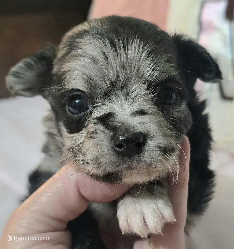 Maggie – Chihuahua puppy for sale in Mims, FL