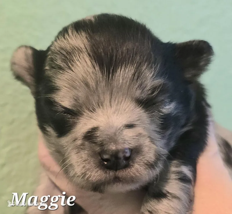 Maggie