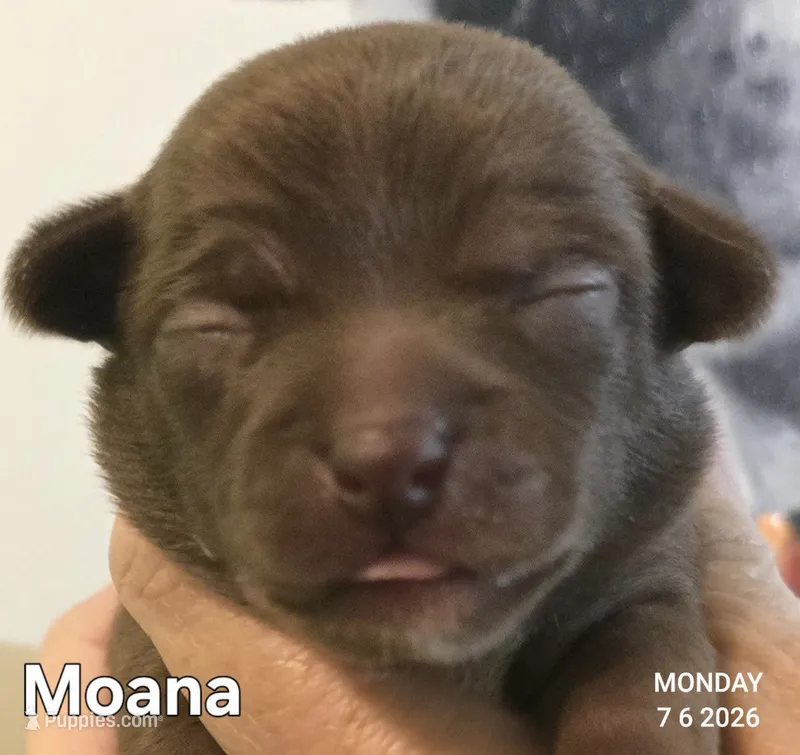 Moana – Chihuahua puppy for sale in Mims, FL