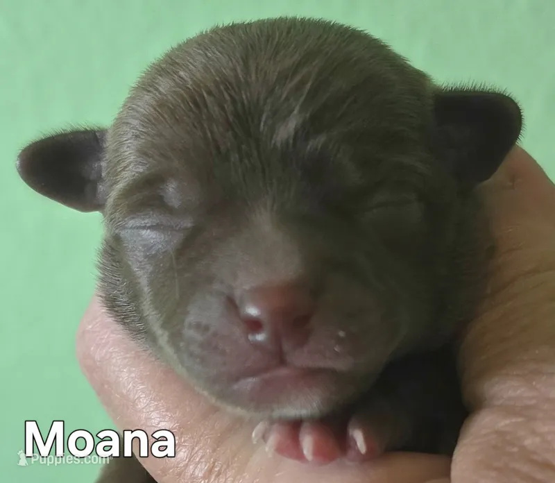 Moana – Chihuahua puppy for sale in Mims, FL