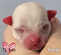 York, a male Chihuahua for sale in Mims, FL – Photo 4 of 8