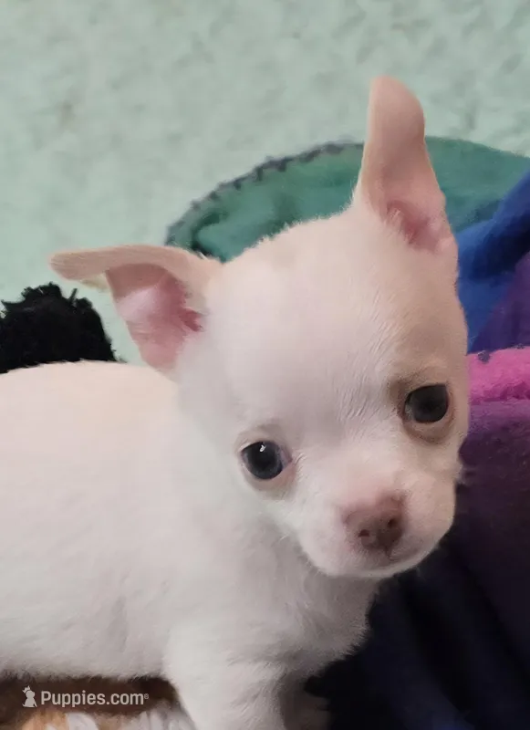 York – Chihuahua puppy for sale in Mims, FL