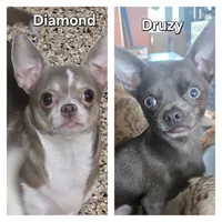 York, a male Chihuahua for sale in Mims, FL – Photo 8 of 8