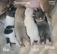 York, a male Chihuahua for sale in Mims, FL – Photo 3 of 8