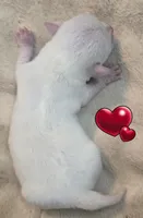 York, a male Chihuahua for sale in Mims, FL – Photo 2 of 8