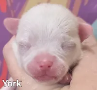 York, a male Chihuahua for sale in Mims, FL – Photo 1 of 8