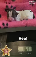 Reef, a male Chihuahua for sale in Mims, FL – 5 of 8