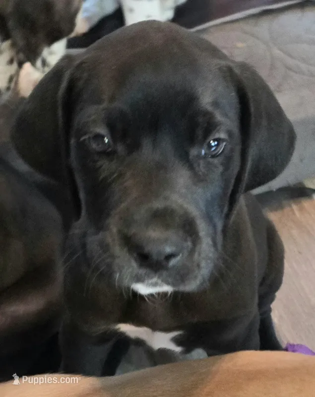 Candie – Great Dane puppy for sale in Mims, FL