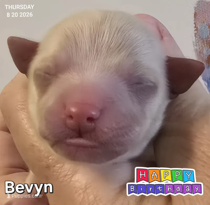 Bevyn – Chihuahua puppy for sale in Mims, FL