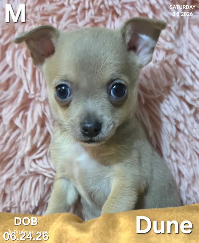 Dune – Chihuahua puppy for sale in Mims, FL