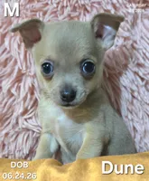 Dune, a male Chihuahua for sale in Mims, FL – 1 of 8
