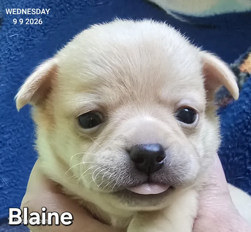 Blaine – Chihuahua puppy for sale in Mims, FL