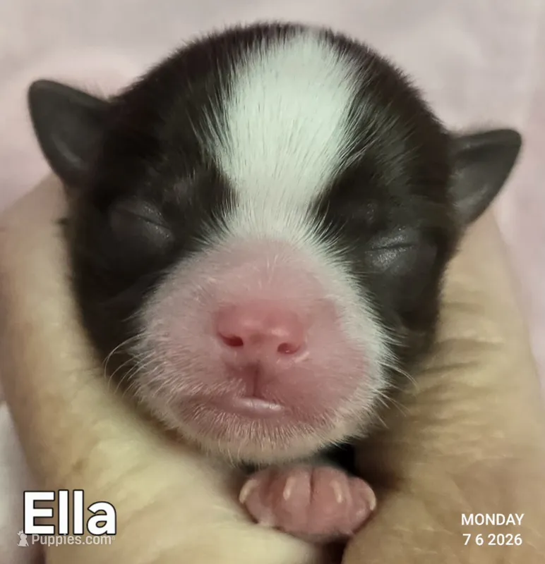 Ella – Chihuahua puppy for sale in Mims, FL