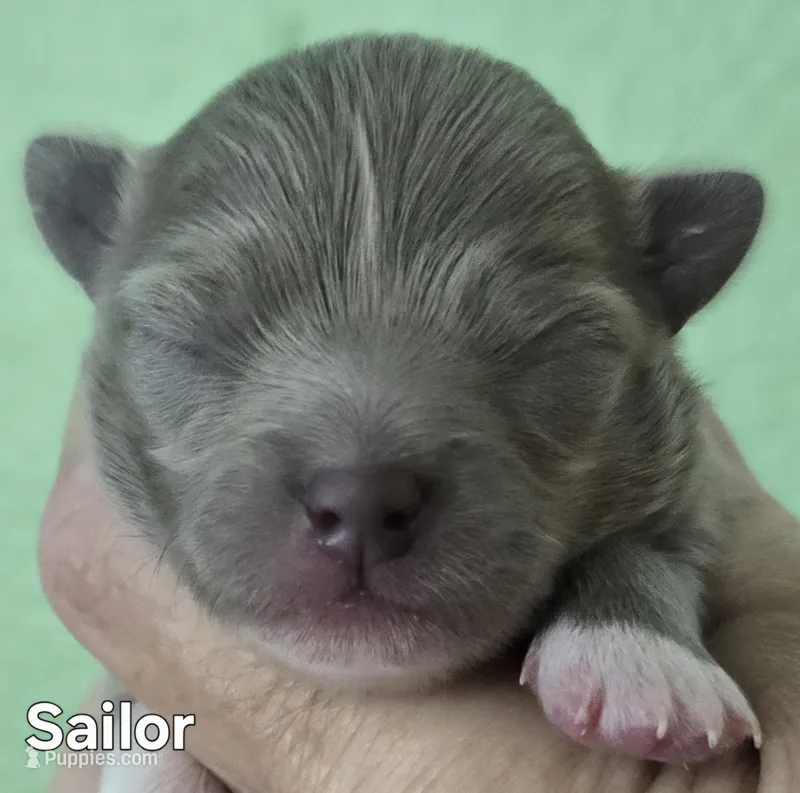 Sailor – Chihuahua puppy for sale in Mims, FL