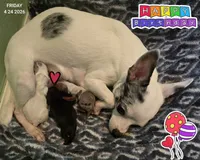 Esperanza, a female Chihuahua for sale in Mims, FL – 6 of 8