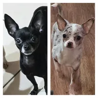 Coal, a male Chihuahua for sale in Mims, FL – 6 of 6