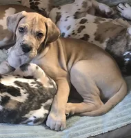 Romeo, a male Great Dane for sale in Mims, FL – Photo 5 of 8