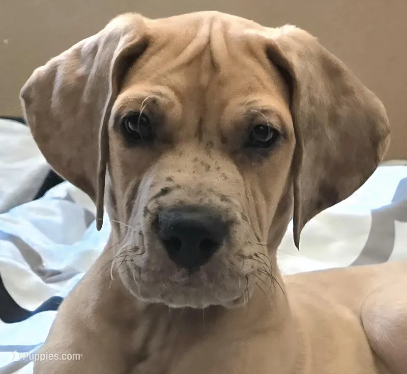 Romeo, a male Great Dane for sale in Mims, FL – Photo 1 of 10