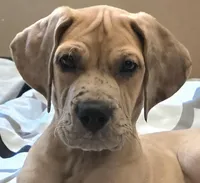 Romeo, a male Great Dane for sale in Mims, FL – Photo 1 of 10