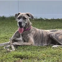 Romeo, a male Great Dane for sale in Mims, FL – Photo 7 of 8