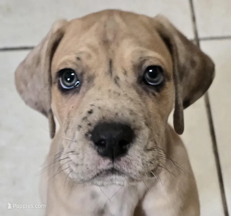 Romeo – Great Dane puppy for sale in Mims, FL