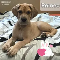 Romeo, a male Great Dane for sale in Mims, FL – Photo 2 of 10