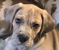 Romeo, a male Great Dane for sale in Mims, FL – Photo 4 of 8