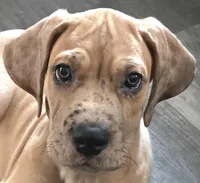 Romeo, a male Great Dane for sale in Mims, FL – Photo 2 of 8