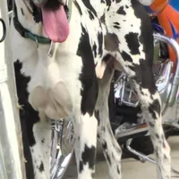 Romeo, a male Great Dane for sale in Mims, FL – Photo 8 of 8