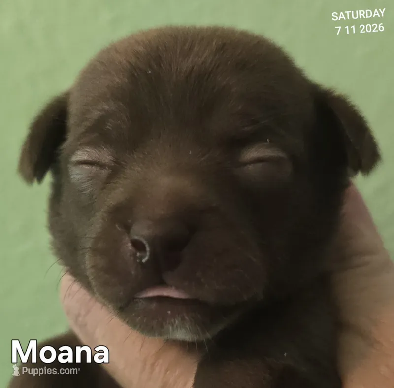 Moana – Chihuahua puppy for sale in Mims, FL
