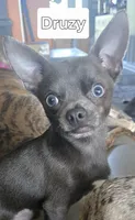 Coral, a female Chihuahua for sale in Mims, FL – 7 of 7
