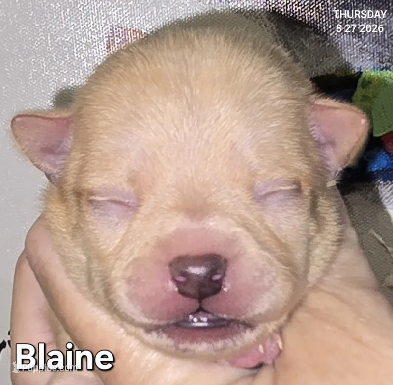 Blaine – Chihuahua puppy for sale in Mims, FL