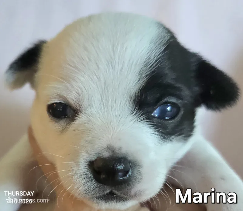 Marina – Chihuahua puppy for sale in Mims, FL