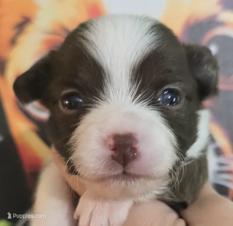 Ella – Chihuahua puppy for sale in Mims, FL