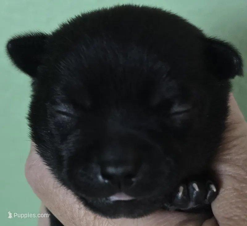 Coal – Chihuahua puppy for sale in Mims, FL