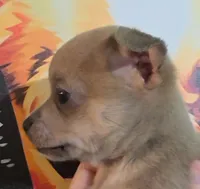 Dune, a male Chihuahua for sale in Mims, FL – 3 of 8