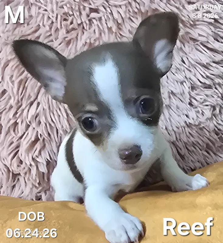 Reef – Chihuahua puppy for sale in Mims, FL