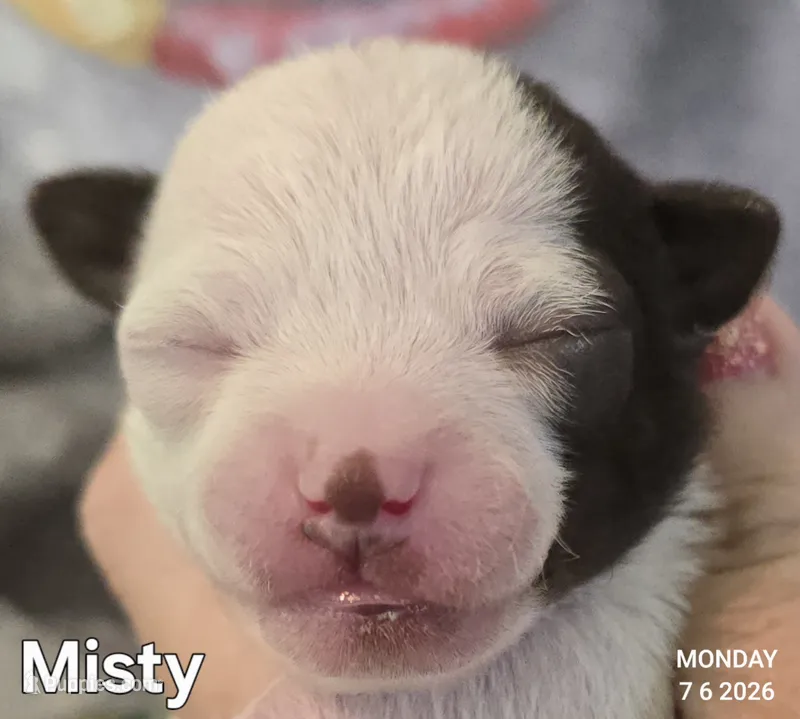 Misty – Chihuahua puppy for sale in Mims, FL
