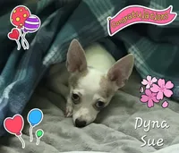 Dune, a male Chihuahua for sale in Mims, FL – 6 of 7
