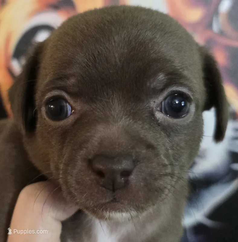 Moana – Chihuahua puppy for sale in Mims, FL