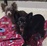 IolitenJet, a female Chihuahua for sale in Mims, FL – Photo 4 of 9