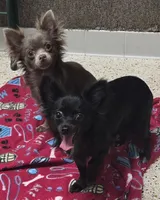 IolitenJet, a female Chihuahua for sale in Mims, FL – Photo 5 of 9