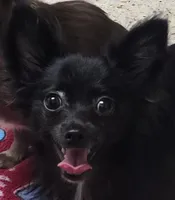 IolitenJet, a female Chihuahua for sale in Mims, FL – Photo 2 of 9