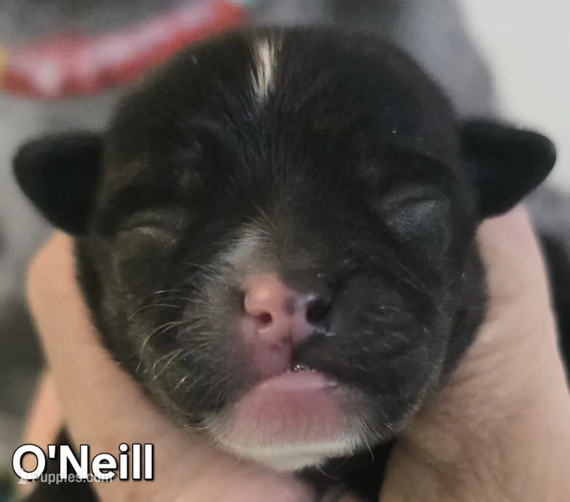 O'Neill – Chihuahua puppy for sale in Mims, FL