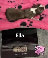 Ella, a female Chihuahua for sale in Mims, FL – 3 of 6