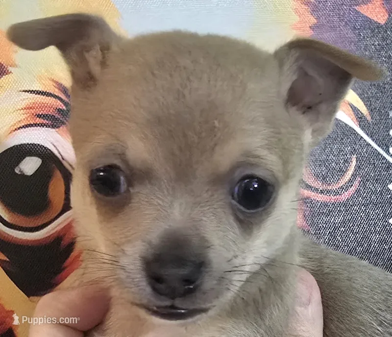 Dune – Chihuahua puppy for sale in Mims, FL