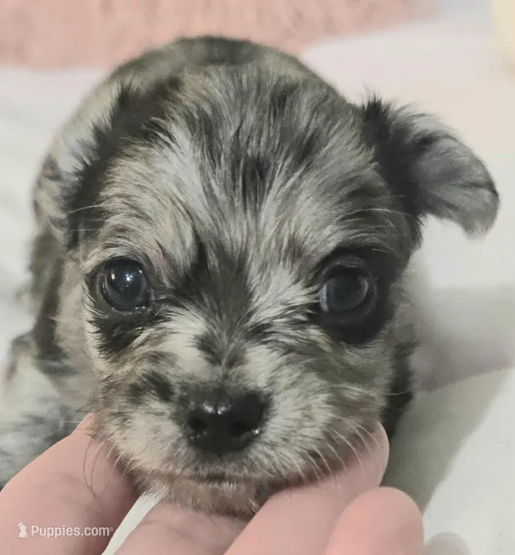 Mickey – Chihuahua puppy for sale in Mims, FL