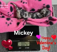 Mickey, a male Chihuahua for sale in Mims, FL – Photo 3 of 5