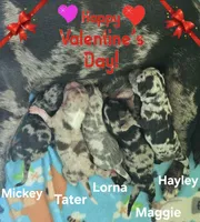 Mickey, a male Chihuahua for sale in Mims, FL – Photo 4 of 5